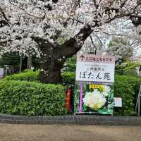 Cherry blossom viewing Park