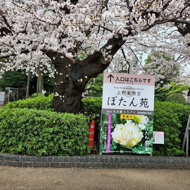 Cherry blossom viewing Park
