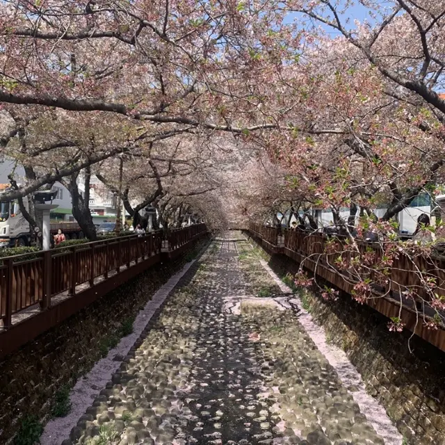 경남의 벚꽃명소 중 하나인, 진해 여좌천로망스다리