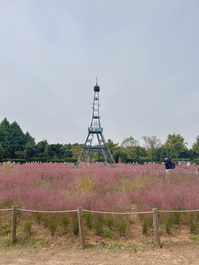 인천 핑크뮬리 명소🌸 [드림파크 야생화단지]