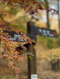 [경기도] 포천 억새밭이 가득한 명성산🏔️