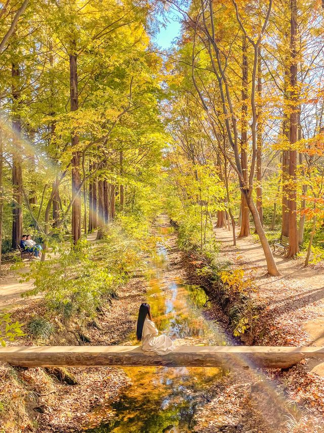 떠오르는 경주 단풍 핫플, 경북천년숲정원(경주산림환경연구원)