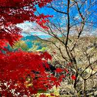 四季桜公園