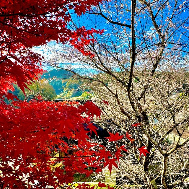 四季桜公園