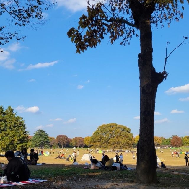 今が見ごろ！昭和記念公園かたらいのイチョウ並木🌲