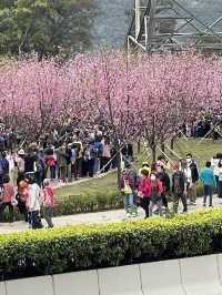 機場櫻花園！期間限定香港賞🌸秘景