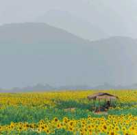 ทุ่งทานตะวัน เขาจีนแล วิวสวย มุมถ่ายรูปเพียบ