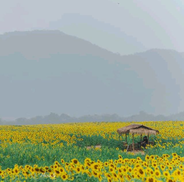 ทุ่งทานตะวัน เขาจีนแล วิวสวย มุมถ่ายรูปเพียบ