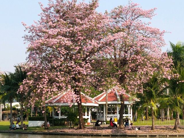 ชมพู่พันธุ์สวนจตุจักร
