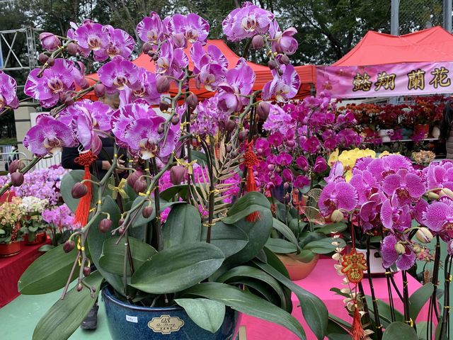 The Biggest Chinese New Year Flower Market In Hong Kong