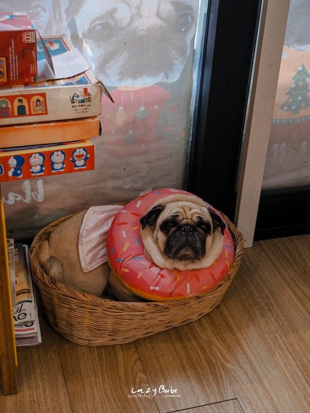 คาเฟ่น้องหมาปั๊กย่านจุฬา 🌱 The wrinkles Pug House