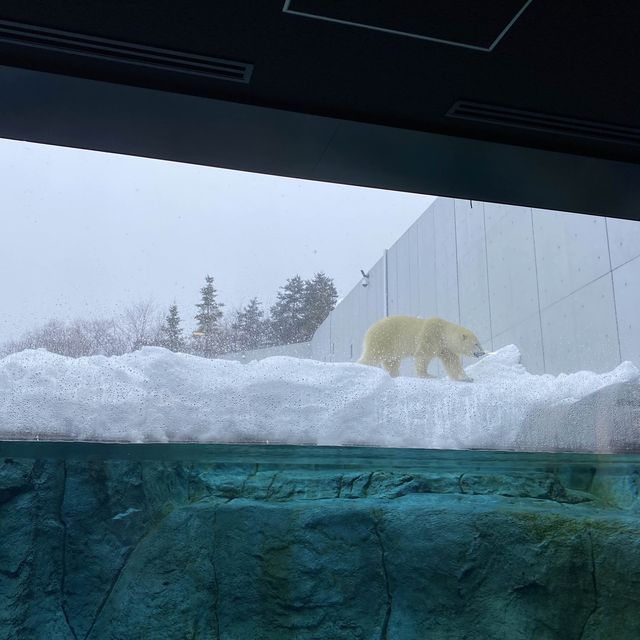 札幌　円山動物園・寿司トリトン・夜パフェ・札幌ラーン