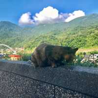 대만 허우통 고양이마을 🐈🐈‍⬛