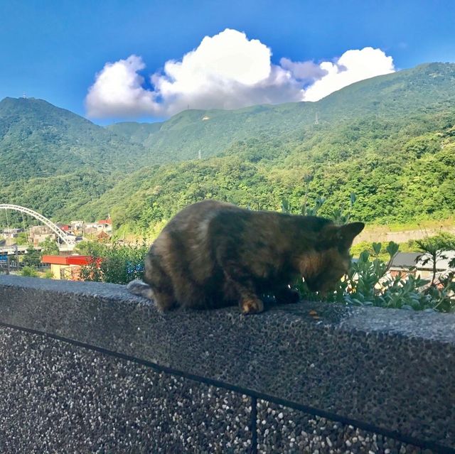 대만 허우통 고양이마을 🐈🐈‍⬛