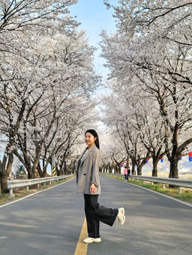 대구근교 벚꽃로드, 실시간 청도 벚꽃터널🌸