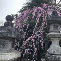 【京都】北野天満宮に行ってきた！