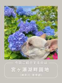 【神奈川･宮ヶ瀬】紫陽花スポット🐶🫧