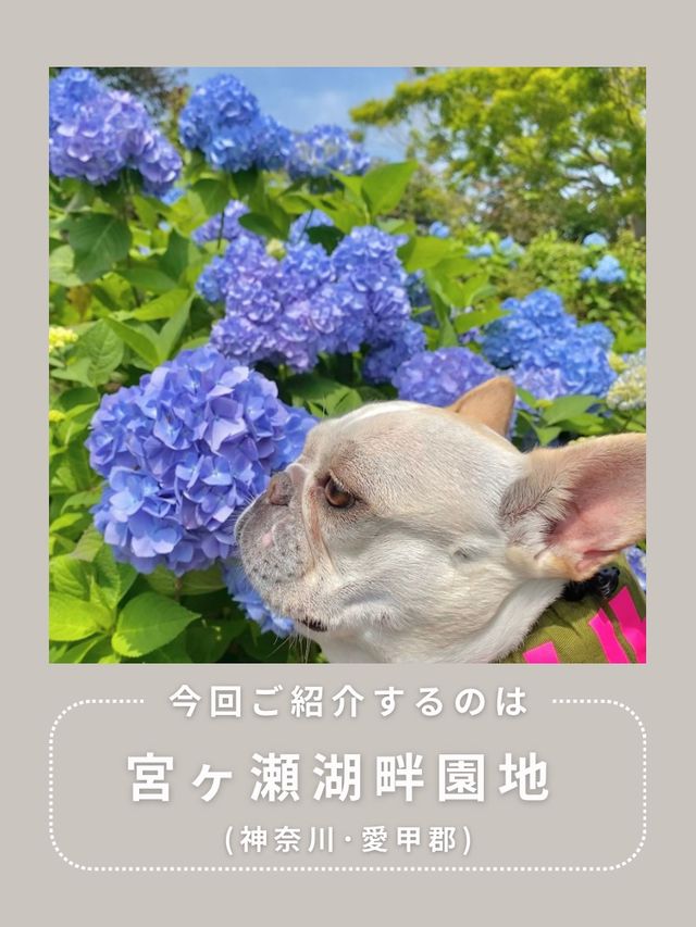 【神奈川･宮ヶ瀬】紫陽花スポット🐶🫧