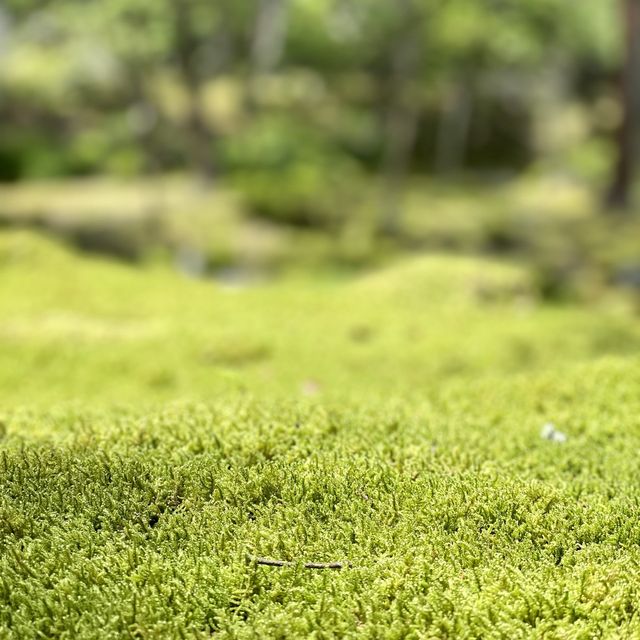 【京都】緑あふれる苔寺「西芳寺」