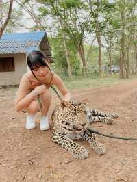 曼谷車程三小時🇹🇭｜近距離接近猛獸 Safari Park🦒