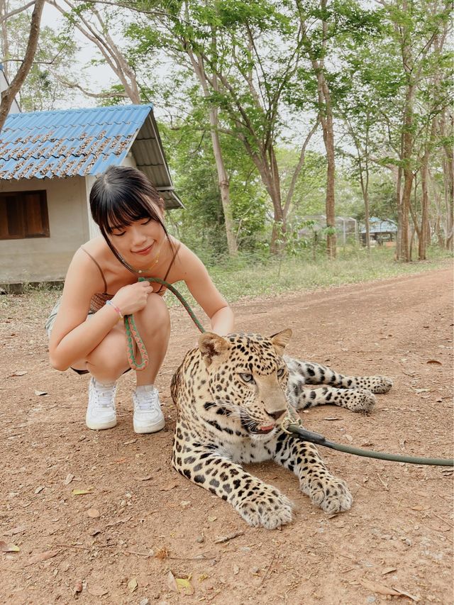 曼谷車程三小時🇹🇭｜近距離接近猛獸 Safari Park🦒