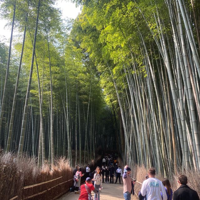 เดินเที่ยวป่าไผ่ Arashiyama Bamboo เมืองเกียวโต