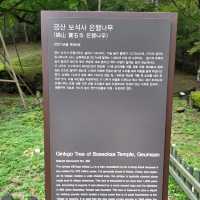 두근두근여름휴가 금산 보석사 은행나무둘레길