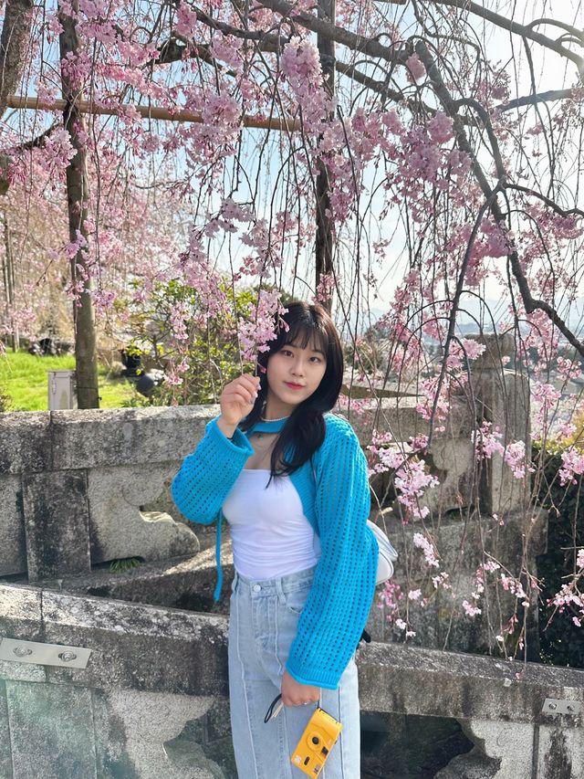 교토 청수사에서 벚꽃 볼 사람!🌸