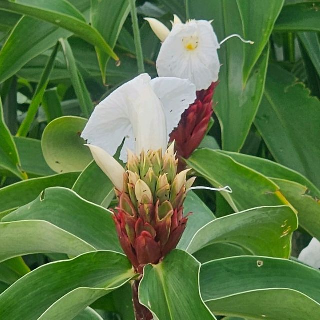極具保育價值嘅塱原自然生態公園之生態區