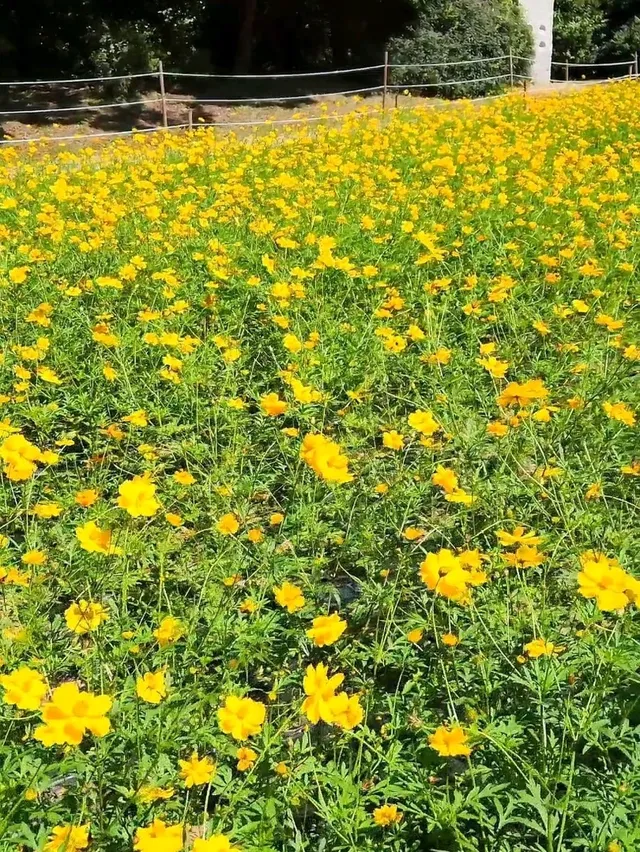 서울 노랑 코스모스하면 여기! 올림픽공원🌼