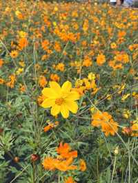 가을 코스모스 구경은 올림픽공원에서🌼
