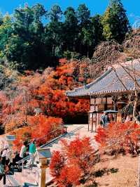 🍁福岡｜Nomiyama Kannonji Temple 呑山観音寺