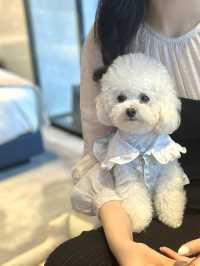 香港最pet friendly的五星級打卡酒店-香港美利酒店