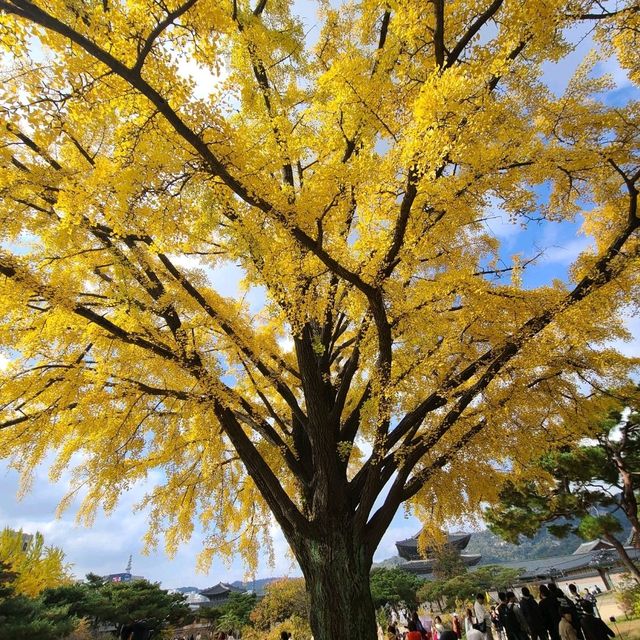 What to do @Gyeongbukgung Palace