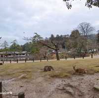 世界遺產東大寺