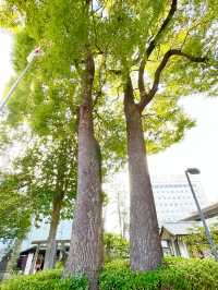 【東京都/中野氷川神社】中野区の「おひかわさま」