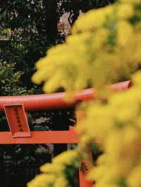 藏前神社金合歡滿開