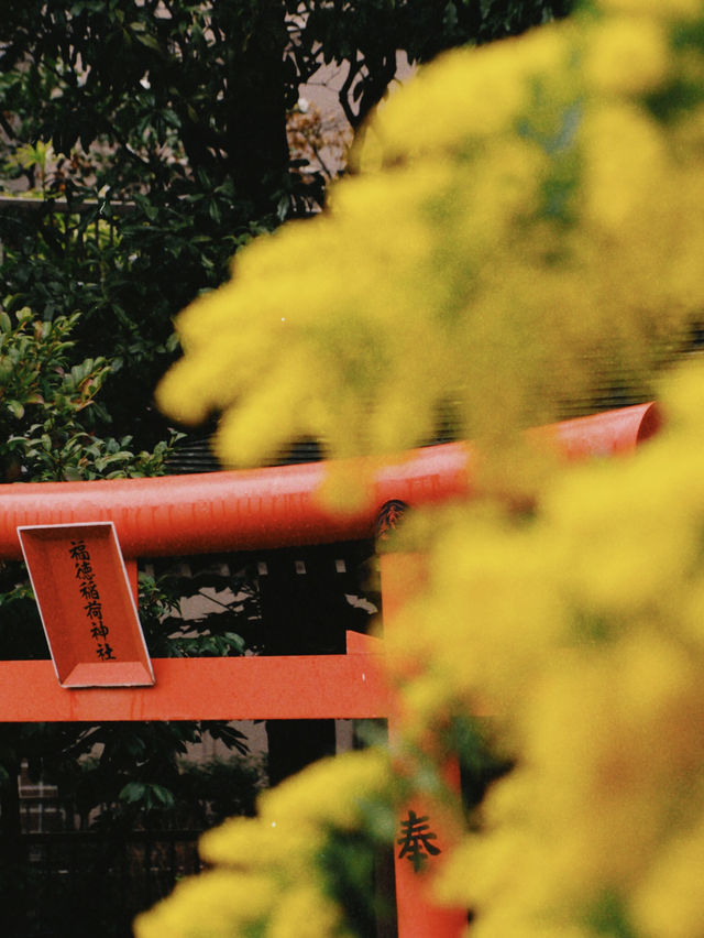 藏前神社金合歡滿開
