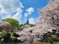 Shinjuku’s Favorite Season