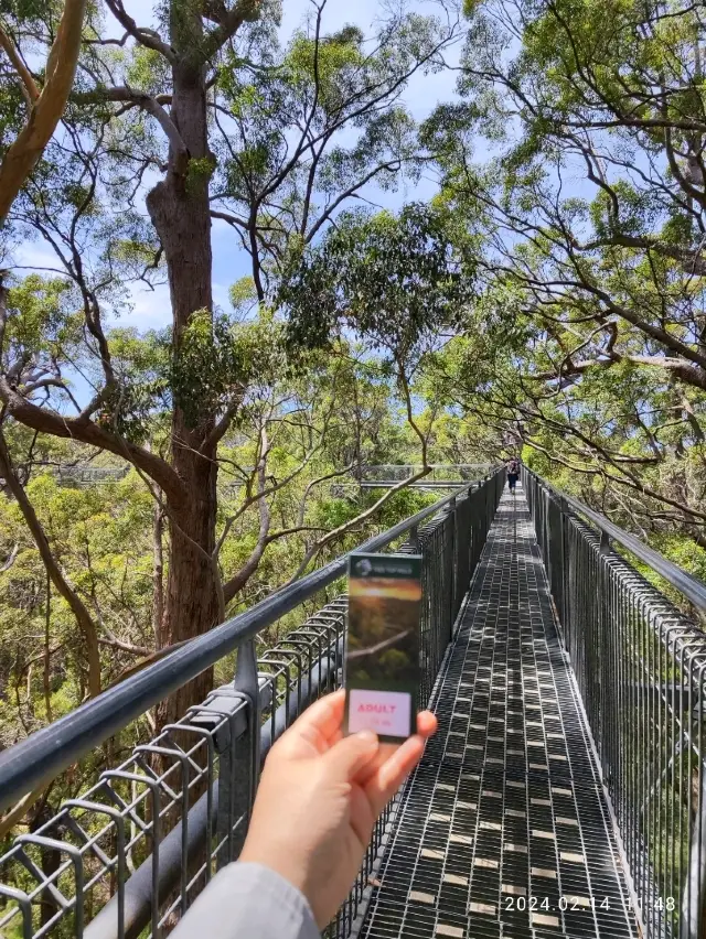 Let's go to Tree Top.