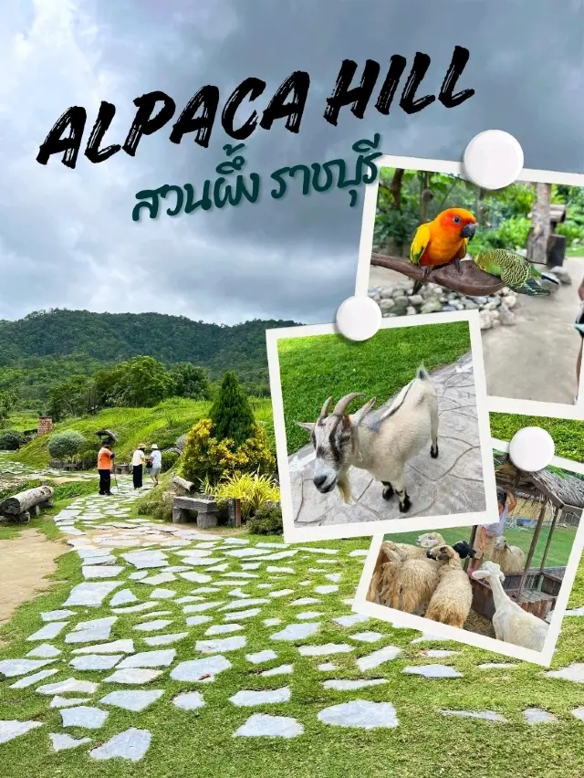Alpaca Hill 羊駝山