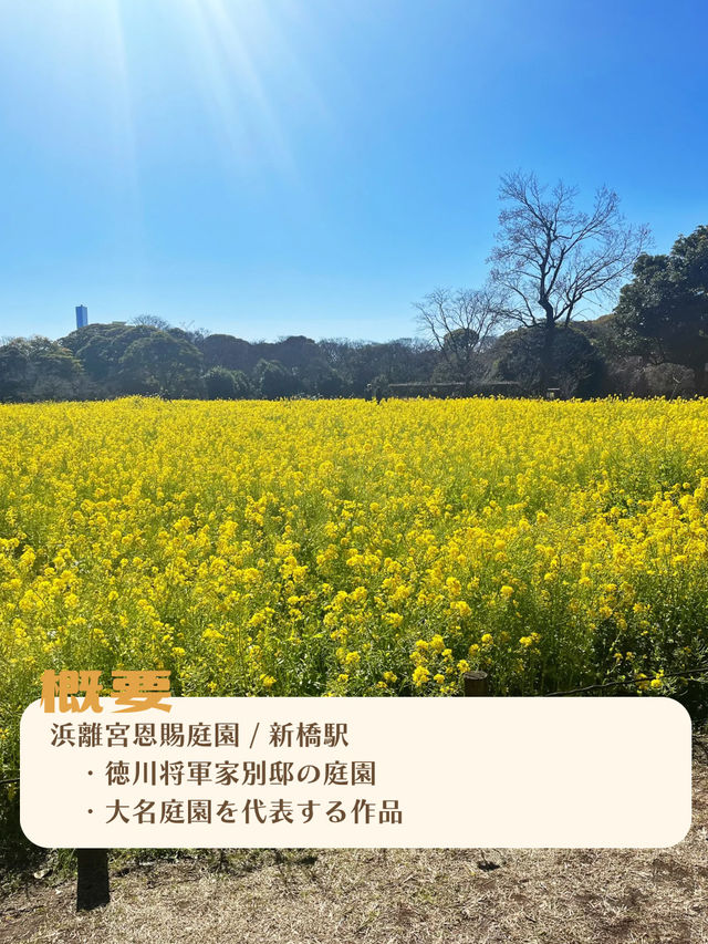 【東京|新橋】春を楽しむ菜の花畑🌼