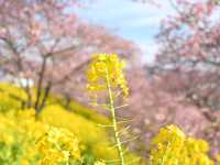 【日本🇯🇵】まつだ　桜まつり🌸