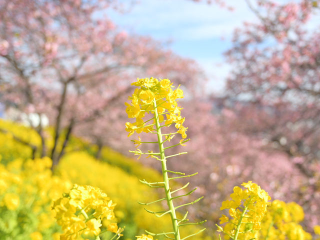 【日本🇯🇵】まつだ　桜まつり🌸