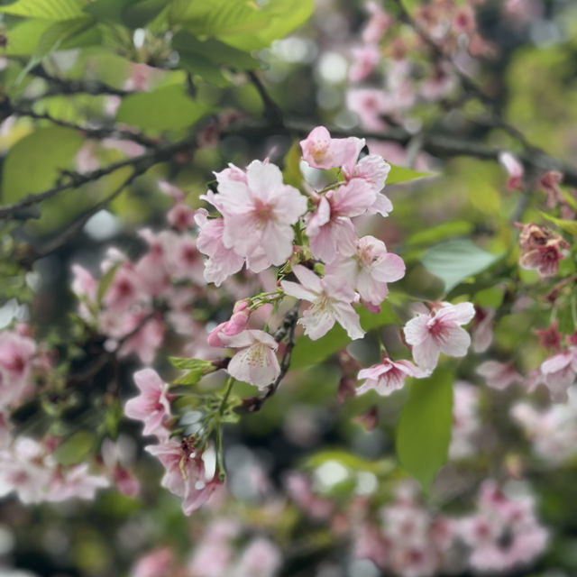 SAKURA.......CHIANGKAI-SHEK TAIPE 🌸