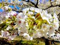 Cherry Blossoms Garden 