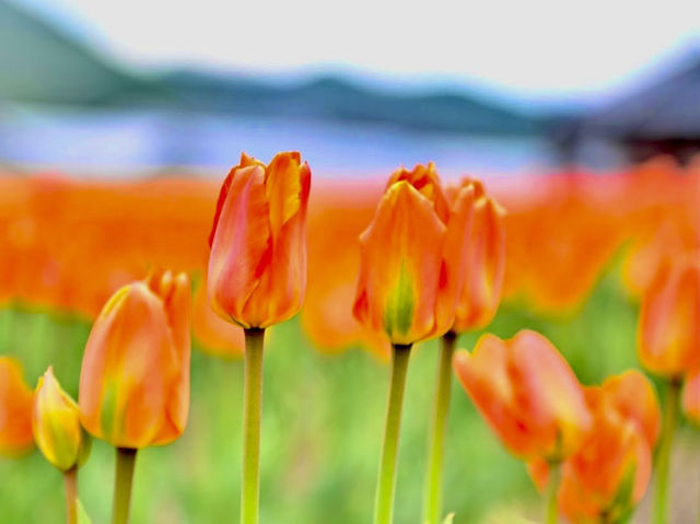 Kamiyubetsu Tulip Park