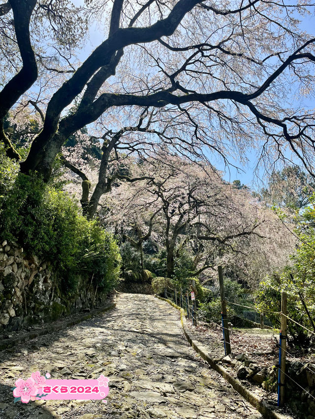 【久留米】あまり知られていない桜の名所