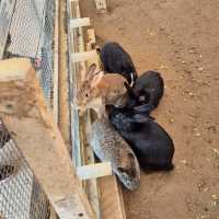 Alpaca World in Seoul