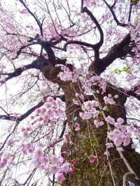 【清水観音堂/東京都】桜咲く季節に訪れてみた